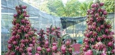 我在阳台用花盆种了这八种果树后，一年到头都没买水果！