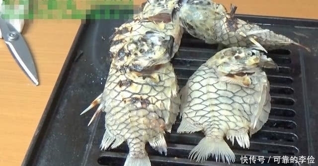剪刀|小伙网购8条“石头鱼”,太硬连剪刀也治不了,无奈如此处理