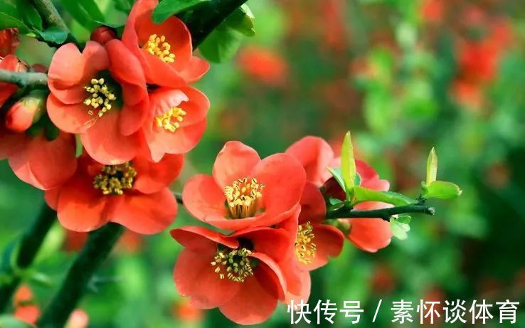 此花被誉为花中的神仙,还是一种潇洒的花,花色艳而不妖