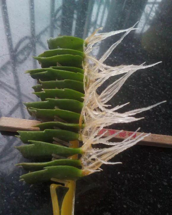 5种“洋气”花,趁着“天冷”快扦插,生根快,开花早,真省钱