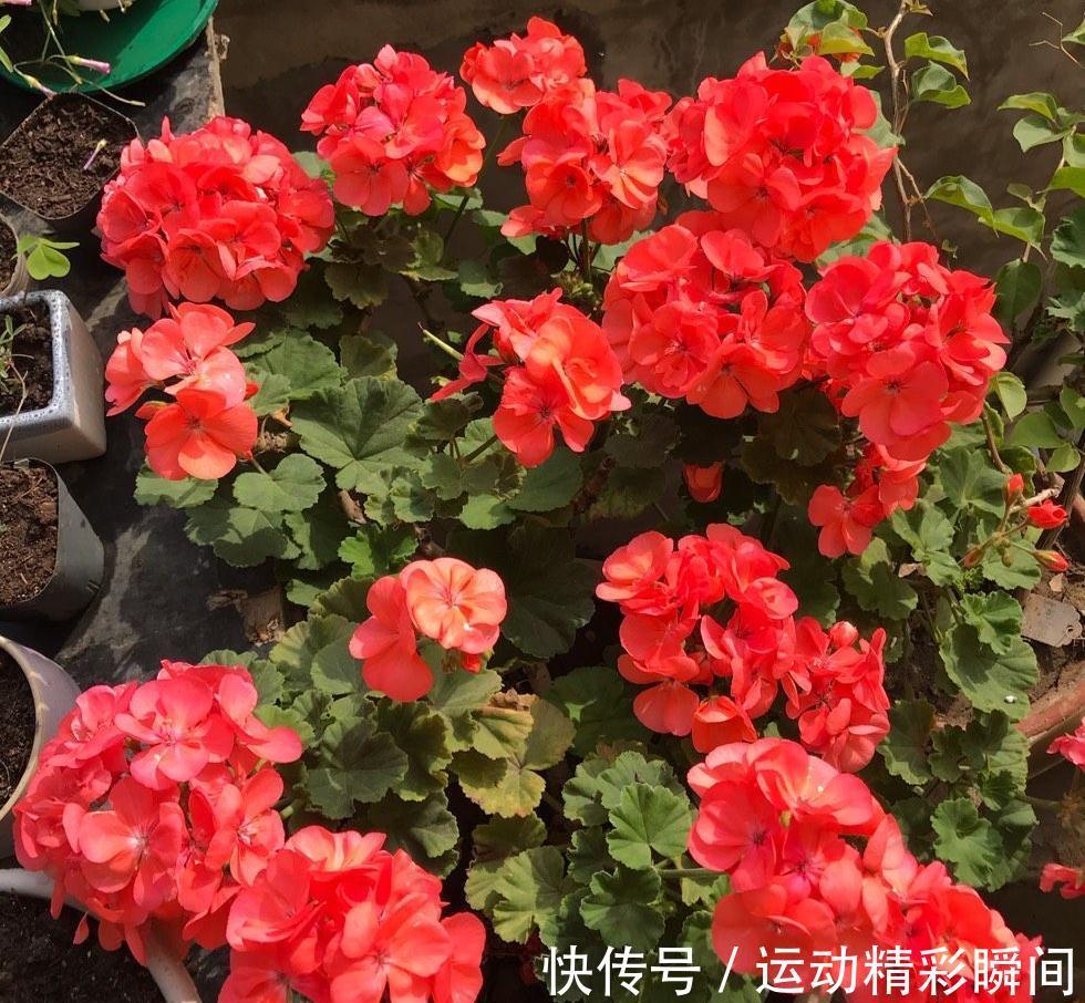 虎刺梅|有2种花,非常皮实好养漂亮,没有虫害、一直开花、花期超长