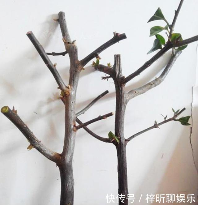 蟹爪兰|3种花掐点枝就能来个“大变身”,一盆变多盆,成活率高,生长快