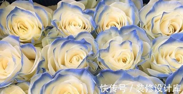 喷药|花友种月季前必须考虑清楚三个问题,不然越养越心烦