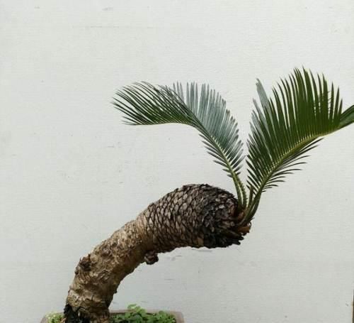 花友会|6种漂亮花,不仅外形美,还越养越值钱,富贵人家都爱养!