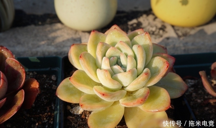 春天，去天台赏肉