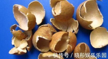 气血|桂圆全身都是宝,桂圆肉、桂圆壳、桂圆核都是良药,各个有奇效!