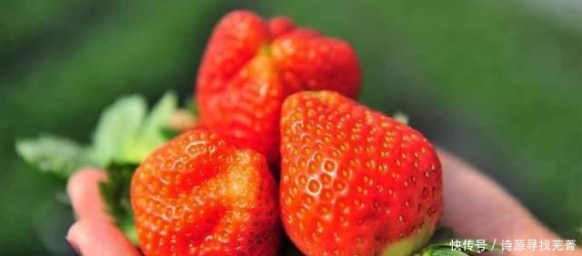 洗草莓,不要用食盐,换成这2样,虫卵脏东西全跑光,干净放心吃
