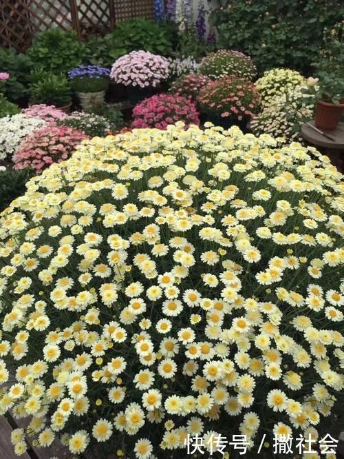 如果你有5个“坏习惯”,恭喜你,是养花高手!