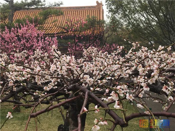 花海！梅花、玉兰、海棠、杏花，你要的醉人春色都藏在北京这座公园里！