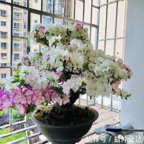 杜鹃花|这三种花，生来就是“醋坛子”，每月喝一口，枝繁叶茂，花开不断