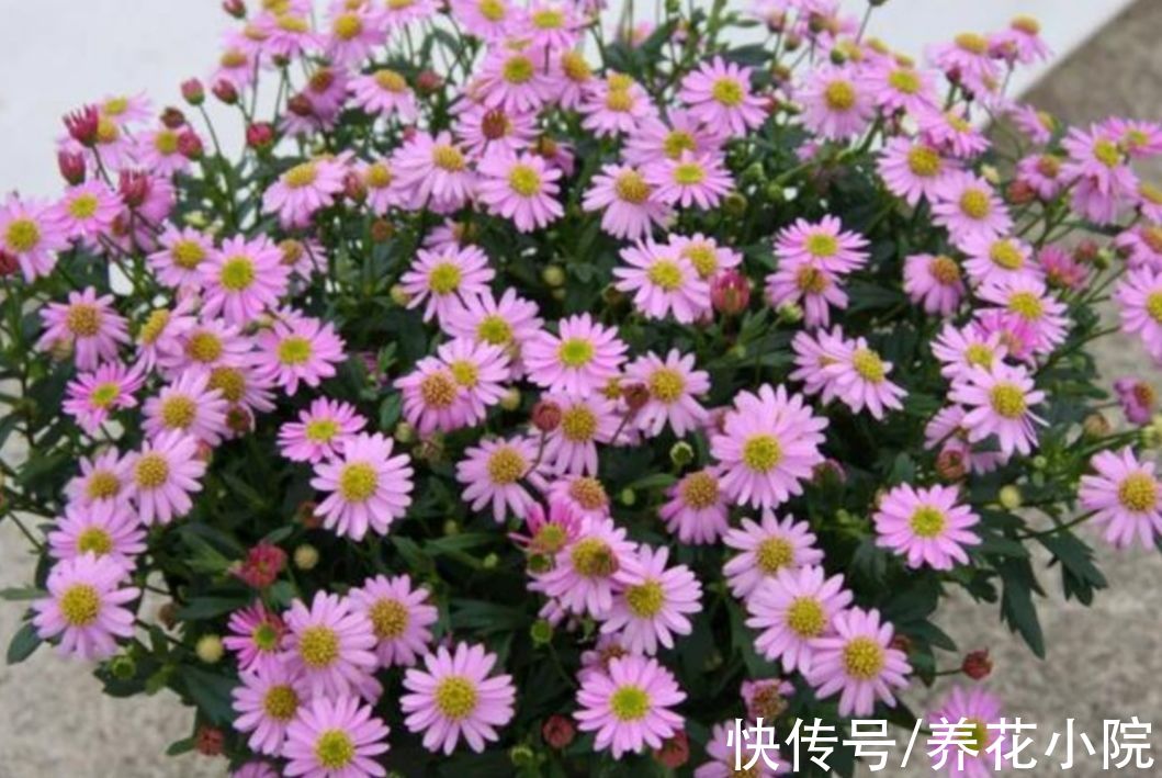 7种漂亮花，便宜又好养，把阳台变成“小花园”