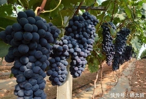 天然的“安眠药”找到了,失眠的人每天吃一点,让你一觉到天亮