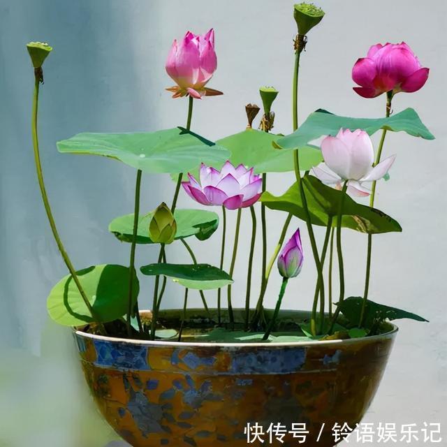 8种“坑人花”,过年谨慎入,没有“高技术”,养一盆枯一盆