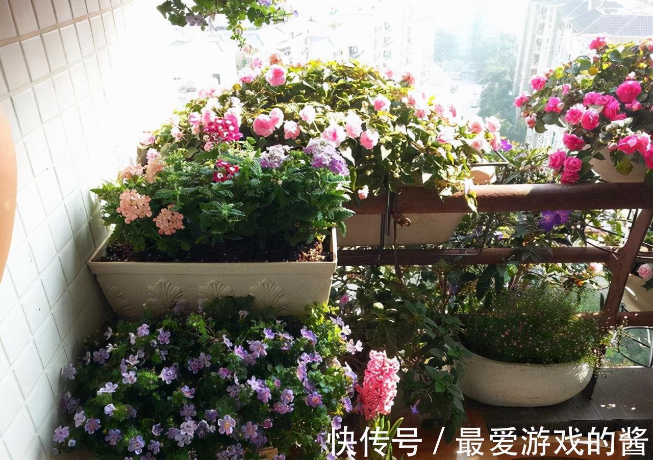 观赏价值|冬季盛开的4种花卉,越冷越开花,家中养2盆,美极了