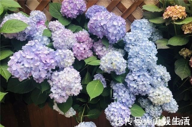 绣球花开花稀拉拉，一剪一补一遮，轻松爆成大花球！
