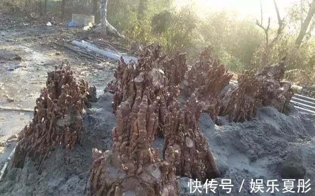 埋在沙堆里的盆景，起步价3千一棵，很多人见都没见过，别说养了