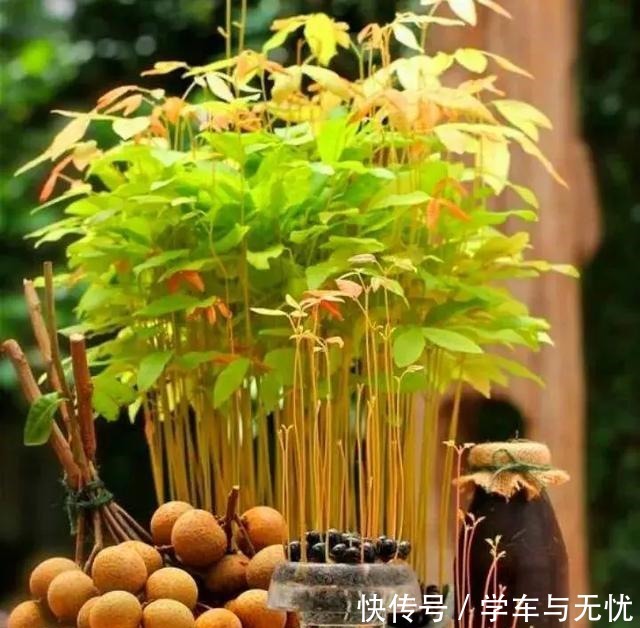 玉米掰一半,泡水里长成绿植,比花还美!