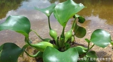 豆瓣菜|农村长在水里的这些野菜,提高智力,润肺化痰,抗衰老,你认识吗