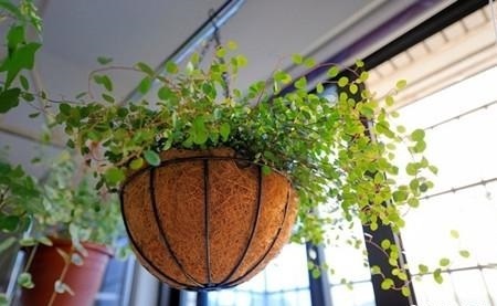吊兰“家族”中7大成员,除了普通吊兰,其它6个品种都是高颜值