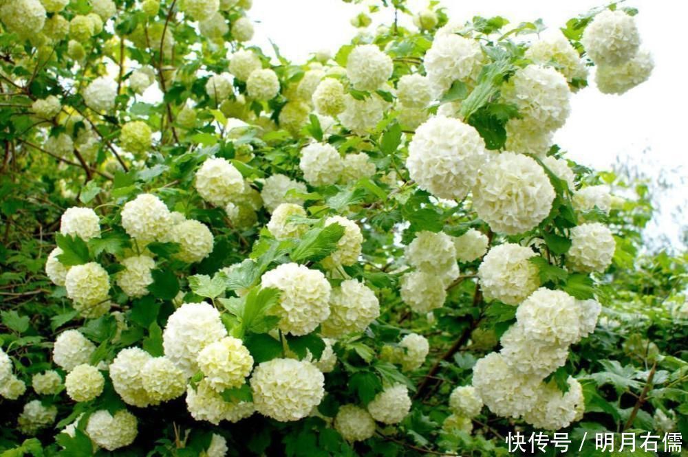 家有庭院绝不可错过的5种花，打造花海无压力，任谁看了都羡慕