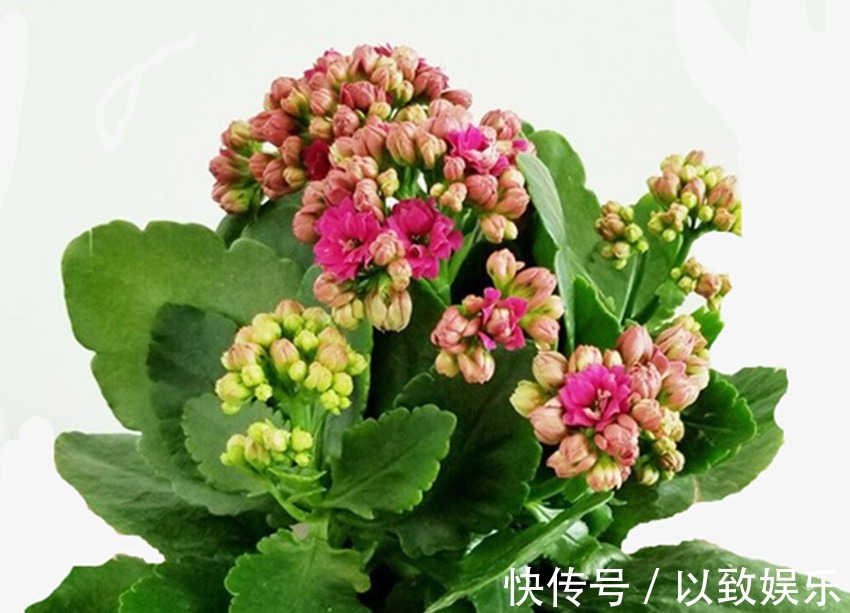 病虫害|养花不要乱施肥,花卉缺什么看叶就知道,科学施肥才能养好花