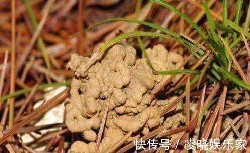营养土|野外捡点这种怪土,碾碎撒花盆里,全都长到停不下!