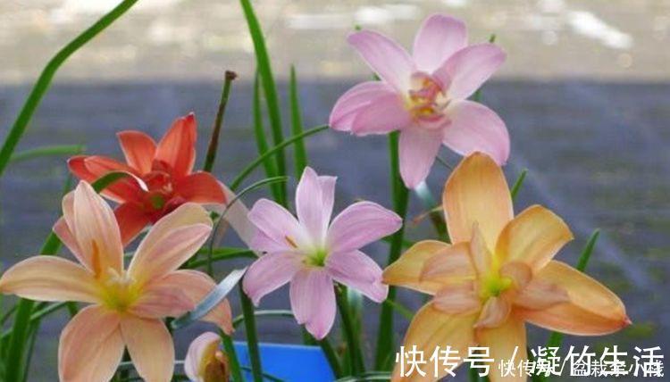 5种花好养易活沾土就活,有水就疯长,开花量大能爆盆