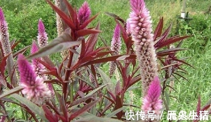 农村|农村经常见到的这种野草,却有大功效,遇见了一定要手下留情