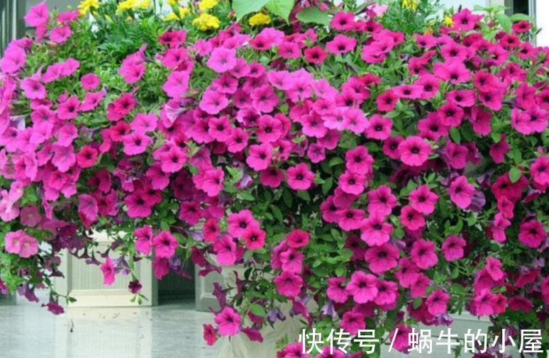花草|盆栽养花如何预防烂根?从这4方面下手,几率一降再降