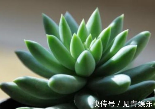 多肉千佛手怎么养更艳丽教你3个小妙招,养出最旺盛的千佛手