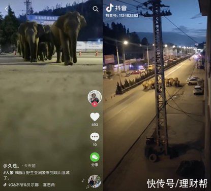 小象|在抖音网友的视频里，我看到云南野象北迁的真相