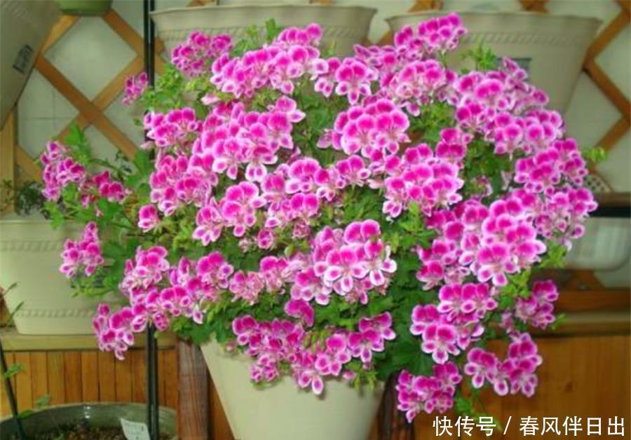 降温|天竺葵怕热度夏难?现在做好5件事,不黑腐根系壮,下波开爆盆