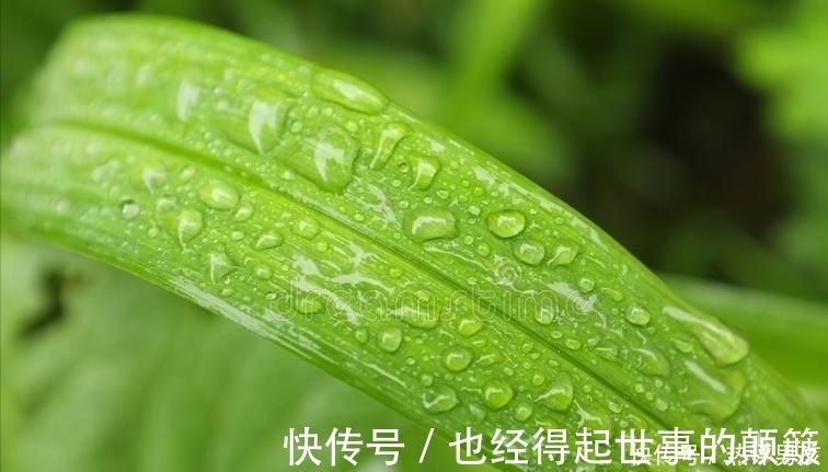 幽默|杨万里在小雨中写的一首诗，幽默风趣，把自然之美写得无以伦比