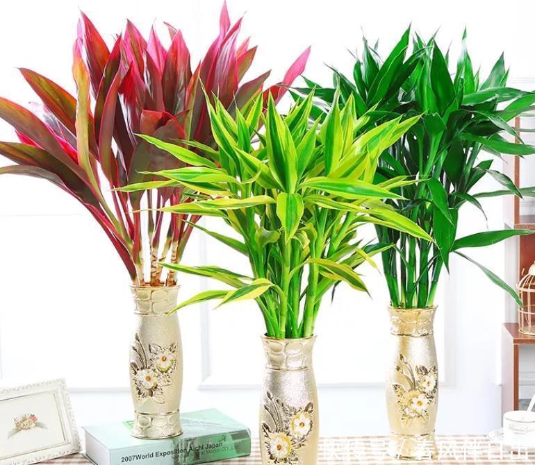 年底养花,入手4种“开运花”,寓意是真好