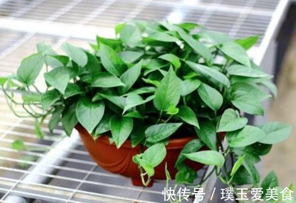 花盆|用2种水浇绿萝,植株枝叶疯长,一个月爆满花盆