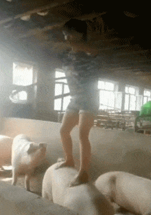 |搞笑GIF段子:妹子,你考虑过猪的感受吗?