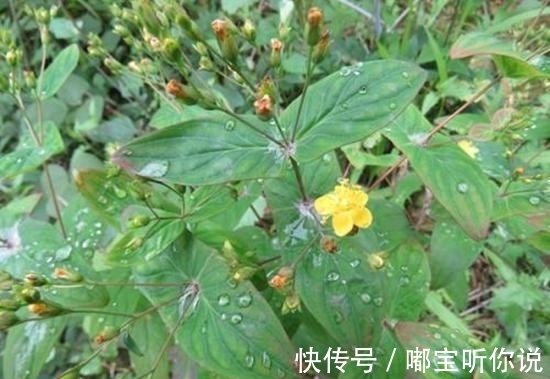 祛风通络|农村有一种野草，有着祛风通络的功效，还能拿来炒菜？