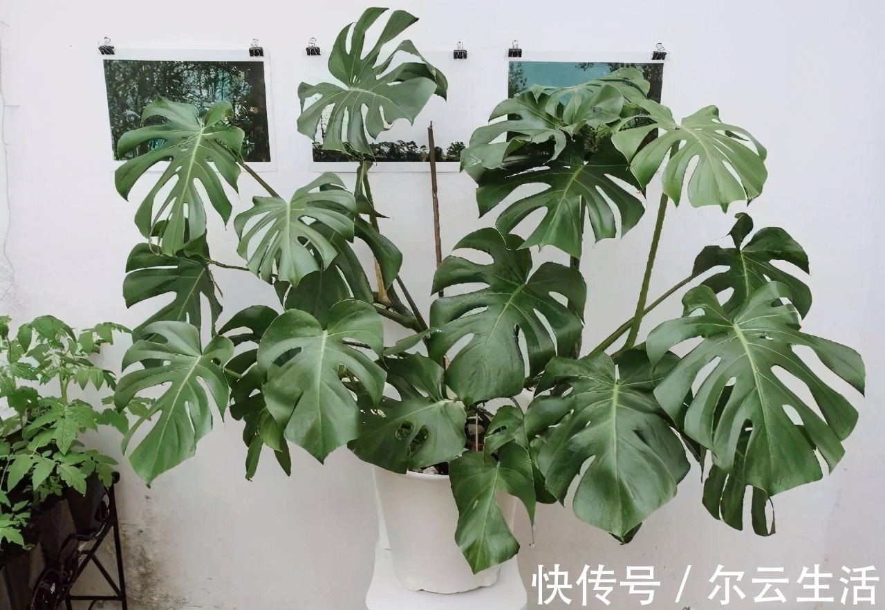 封闭的楼房养花，首选这6种，都是净化小能手，养在家里利于健康