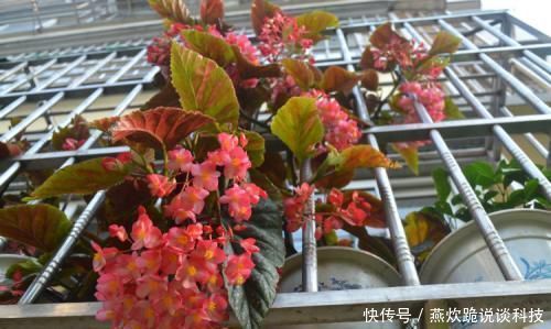 佳品|春天养花选它,满树红花,红红火火,一年四季都开花,是盆栽佳品