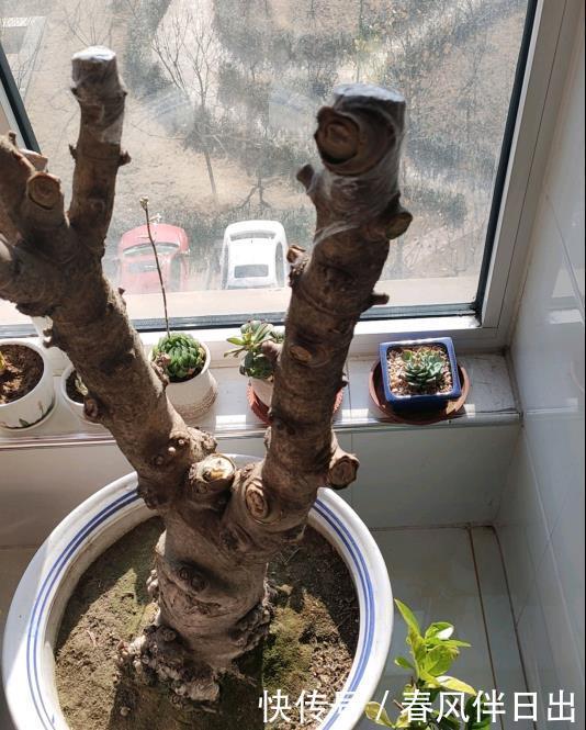 冬天0度下,个个玉树都“趴下”,歪七扭八变“鼻涕”,救不活啦