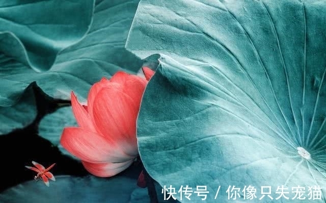 荷花#新婚宴尔，李商隐写给妻子的山盟海誓，无一情字却是大唐最美情话