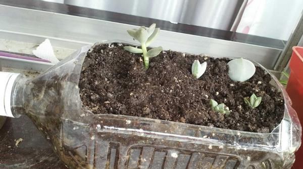 怎么将塑料瓶“一步步”打造成漂亮花盆？