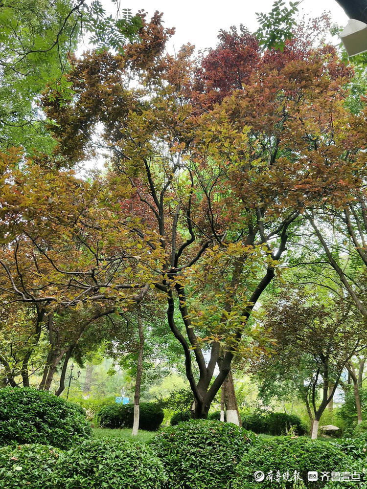 醉了醉了！济南五龙潭秋意渐浓，风景幽雅如诗如画|情报站| 济南