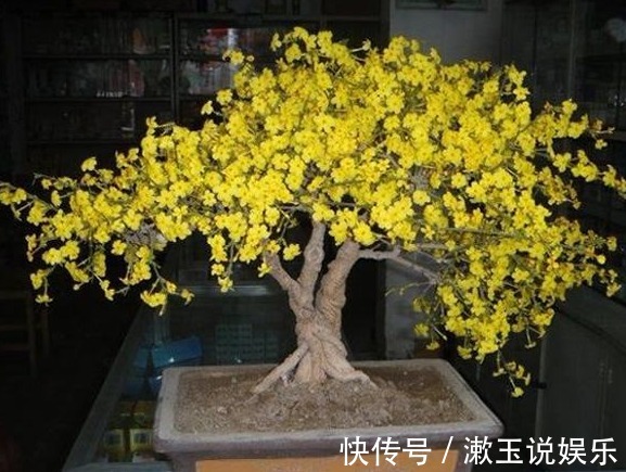 花卉|客厅养花,不如养几盆“金色的花”,既好看,又显得“高大上”