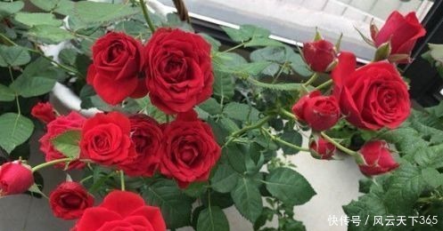 喜欢菊花，不如养“高端玫瑰”永远的莫斯科，色泽鲜艳，满园飘香