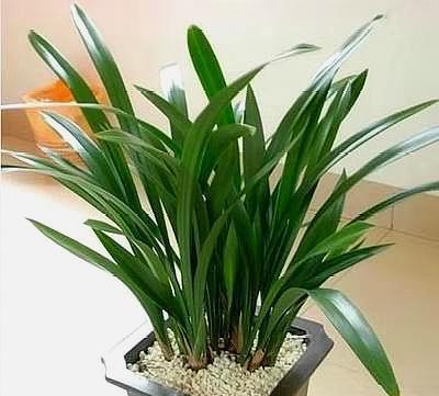 兰花，什么时候要晒太阳什么时候不能晒它是养好兰花的关键