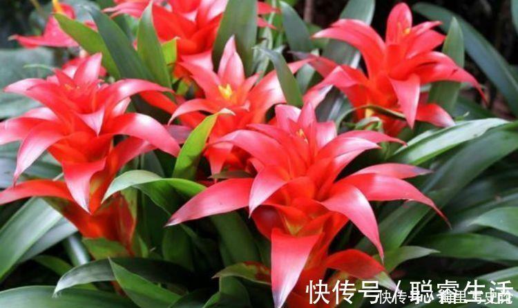 花卉|几款花卉，好养易爆盆，一年到头开不停，阳台变成花海