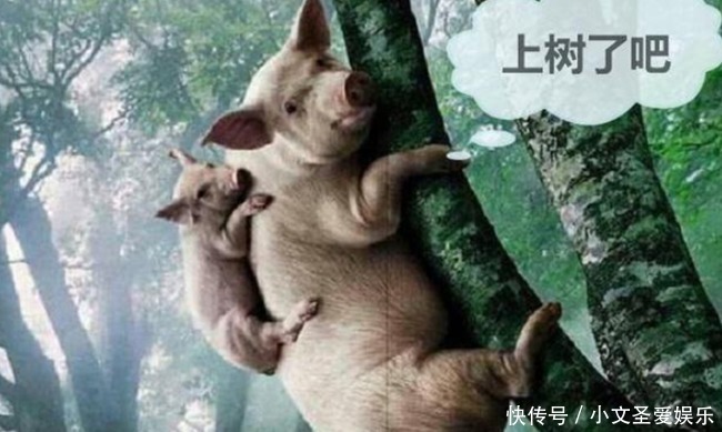 之时|李世民问：大唐何时亡？袁天罡：猪上树之时！谁知猪出现了！