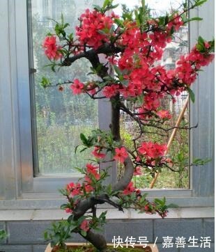 小小院子种棵“它”,一到冬天就开花,成小区里一道亮丽的风景!