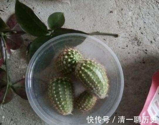 园艺|成功将仙人球叶仙嫁接一起,成品非常漂亮,园艺家出千元购买